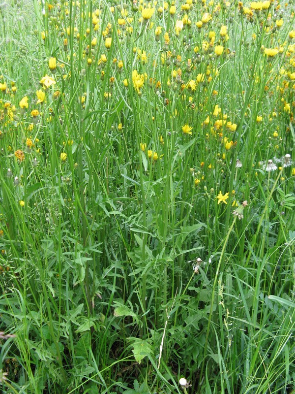 Crepis?